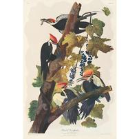 Bien Edition Audubon Print - Pileated Woodpecker 202//202